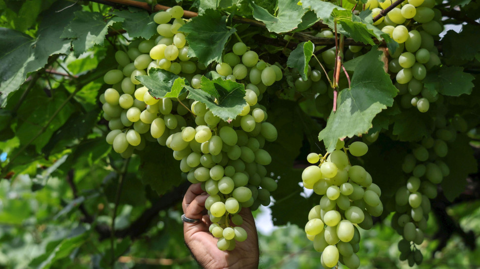Vendemmia del prosecco, nel trevigiano si raccoglie ancora a mano