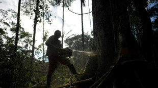 Deforestación en Colombia aumentó un 43% entre 2023 y 2024, según informe estatal