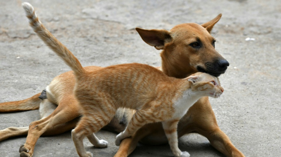 Antiparasitaires: traiter son chat avec un produit pour chien peut le tuer 