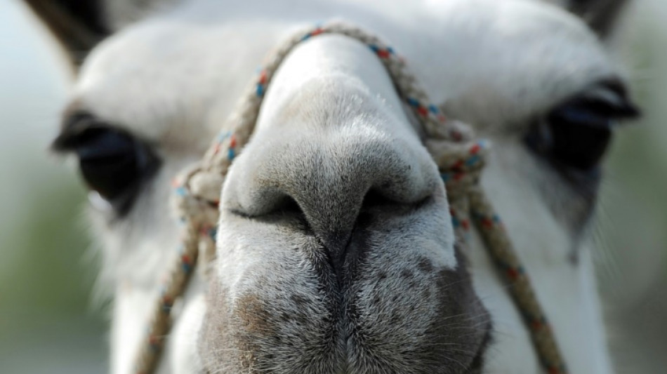 Junges Lama in Sachsen-Anhalt von Zug erfasst und get&ouml;tet