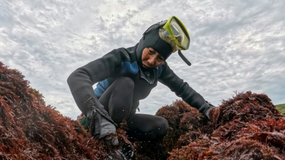 A Ta&iuml;wan, les cueilleuses d'algues attendent en vain la rel&egrave;ve