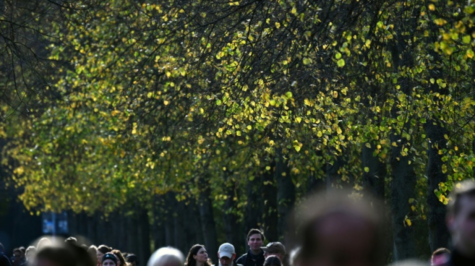 Stadtb&auml;ume k&ouml;nnen im Sommer mehr CO2 aufnehmen als Autos aussto&szlig;en