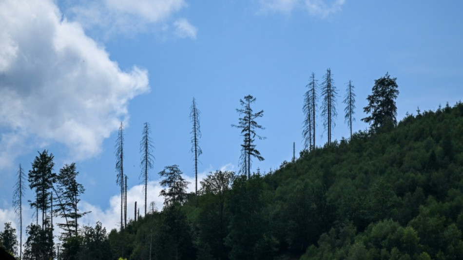 Zustand der Wälder in Deutschland weiter schlecht
