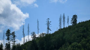 Zustand der Wälder in Deutschland weiter schlecht