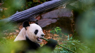 Francia despide a una popular pareja de pandas de regreso a China