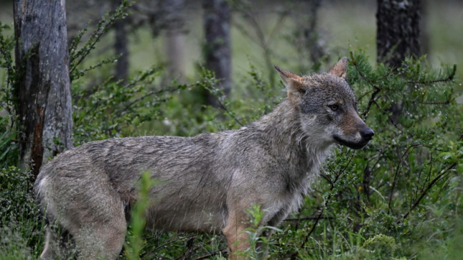Le Conseil d'&Eacute;tat interdit de tirer sur les loups des Hautes-Pyr&eacute;n&eacute;es