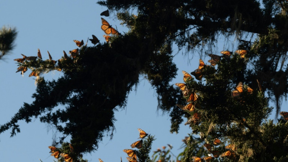 Mariposas monarca en peligro de extinci&oacute;n buscan sobrevivir en California