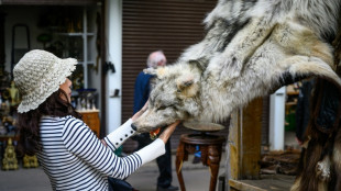 Zollbeamte entdecken an Frankfurter Flughafen Wolfsfell in Gepäck
