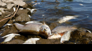 Toneladas de peces muertos en el r&iacute;o &Oacute;der hunden el turismo en regi&oacute;n de Polonia
