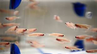 Le poisson-z&egrave;bre, pr&eacute;cieux alli&eacute; des chercheurs