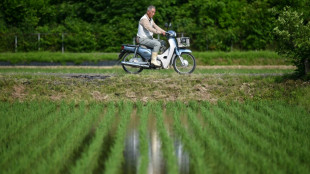 Rice prices Japan's hot political issue, on and off the farm