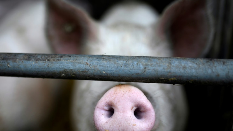 Bericht: FDP lehnt h&ouml;here Steuern auf tierische Lebensmittel f&uuml;r mehr Tierwohl ab