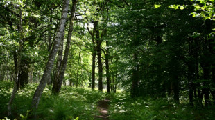 Changement climatique: les forêts meurent plus mais continuent de grandir