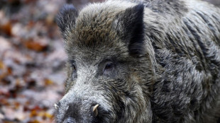 Verletztes Wildschwein attackiert Anwohner in rheinland-pf&auml;lzischem Unkel