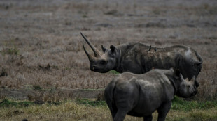 Letztes Südliches Spitzmaulnashorn in Europa in Frankfurt am Main gestorben