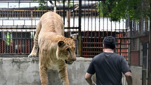 Tailandia, presa de la sobrepoblación de leones domesticados