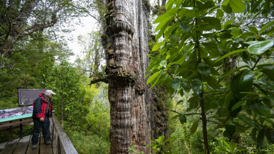 Un milenario alerce chileno encapsula claves para la adaptación frente al cambio climático
