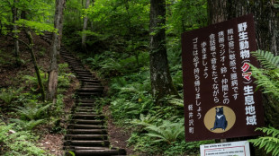 Tödliche Bärenangriffe in Japan: Gouverneur fordert Hilfe der Armee an