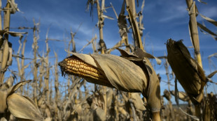 Gentechnisch ver&auml;nderter Mais: Anbauverbot in Italien rechtm&auml;&szlig;ig