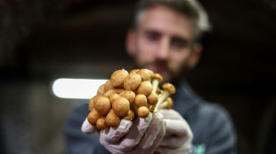 A Bruxelles, de la bi&egrave;re et du pain pour faire pousser les champignons