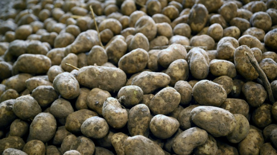La pomme de terre, en crise de croissance &agrave; l'&eacute;chelle europ&eacute;enne