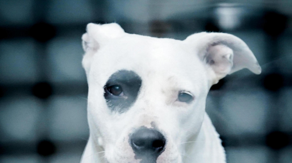 A Genova un progetto per ospitare i cani dei degenti soli