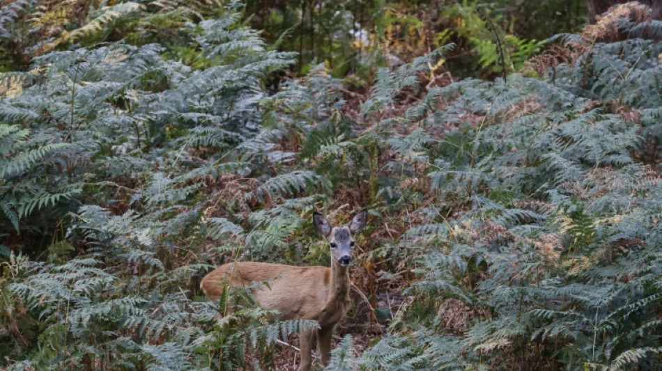 Autofahrer nach Wildunfällen zur Kasse gebeten: Urteil gegen Jäger bestätigt