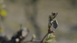 Champagne: 40% des bourgeons d&eacute;truits par le gel, selon l'interprofession