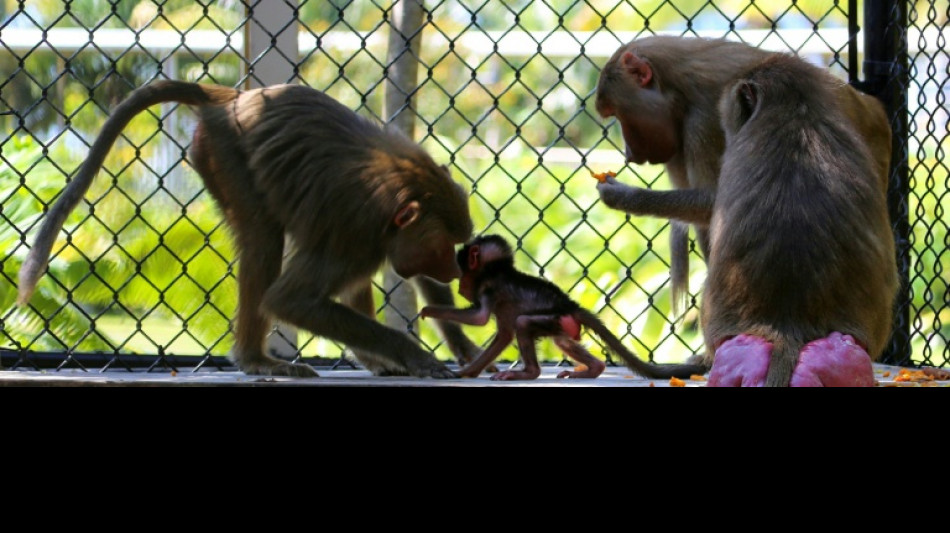 Studie: Wettbewerb um Weibchen senkt Lebenserwartung m&auml;nnlicher S&auml;ugetiere