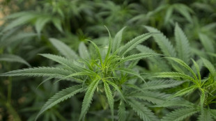 Trump 'considering' push to reclassify marijuana as less dangerous