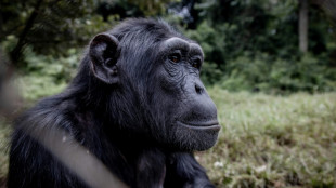 Le chimpanz&eacute; face au principe d'incertitude