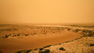 La sequ&iacute;a en Siria transforma los campos de trigo en forraje