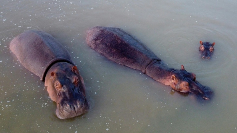 Col&ocirc;mbia avalia enviar hipop&oacute;tamos de Pablo Escobar &agrave; &Iacute;ndia a pedido de bilion&aacute;rio