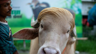 Commander-in-beef: Bangladesh's 'Donald Trump' buffalo wins fans