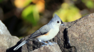 Noisy humans harm birds and affect breeding success: study
