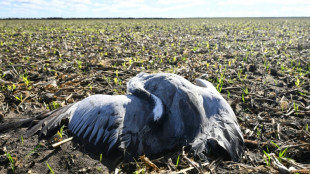 España confinará las aves de corral en varias regiones por la gripe aviar