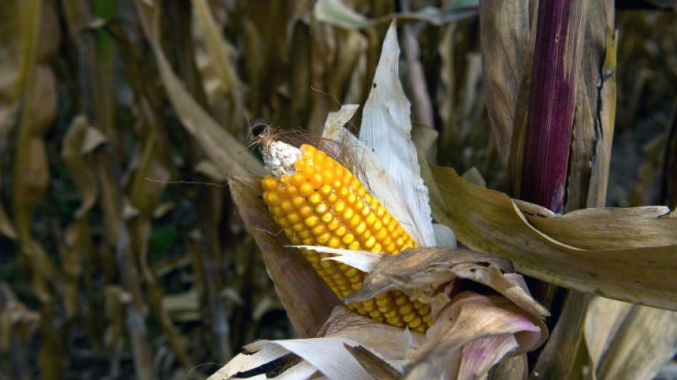 Mexiko h&auml;lt an geplantem Importverbot f&uuml;r Genmais aus den USA fest