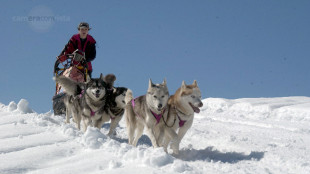 I cani da slitta hanno sviluppato zampe pi&ugrave; corte per trainare meglio