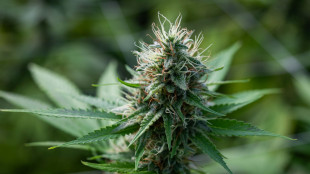 FdI, cannabis light torna legale, ma con maxitassa del 40%