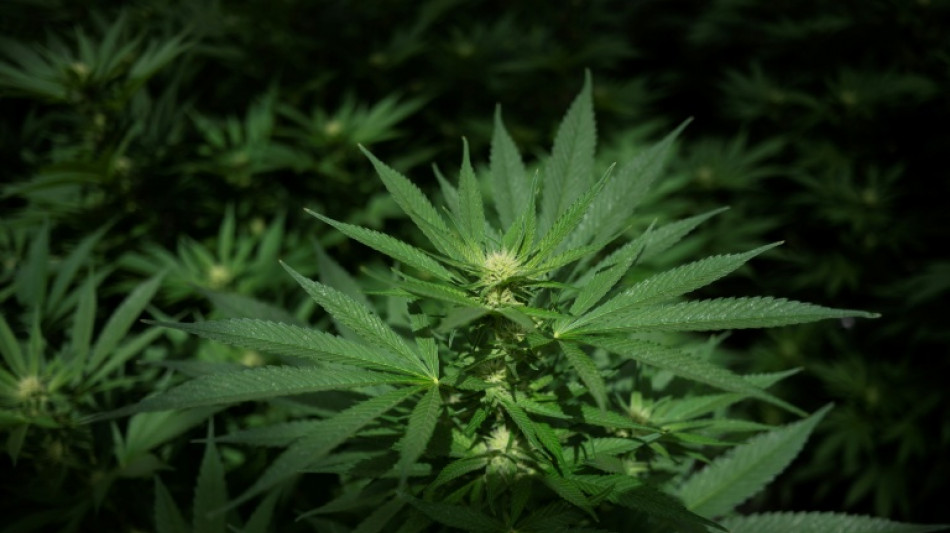 Baden-W&uuml;rttemberg: Zollbeamte entdecken Cannabisplantage und Waffen in Wohnung