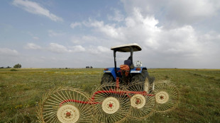 Morocco farmers saw hope in rain, but Mideast war inflates production costs
