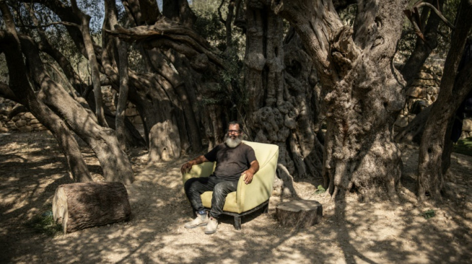 West Bank's ancient olive tree a 'symbol of Palestinian endurance'
