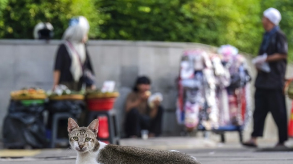 "Aim&eacute;s du proph&egrave;te", les chats errants prolif&egrave;rent &agrave; Jakarta