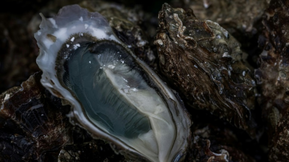 Les microfibres perturbent le m&eacute;tabolisme des hu&icirc;tres, selon une &eacute;tude