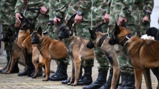 Hembras en celo y 70 uniformados buscan a Wilson, el perro perdido en la selva colombiana