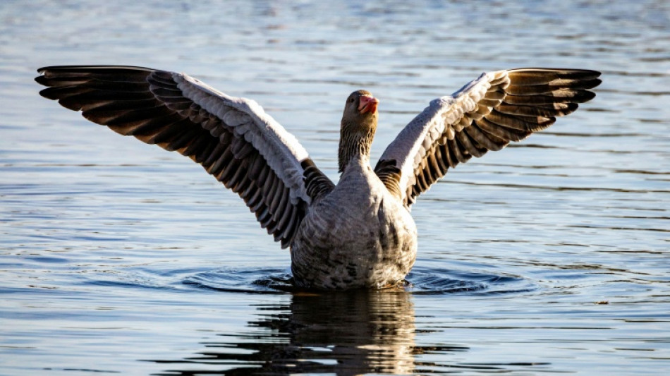 Landwirtschaftsminister Rainer: Kein Versorgungsengpass wegen Vogelgrippe