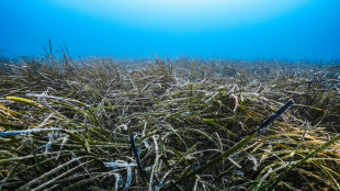 Nel Dna delle piante marine il ricordo degli eventi stressanti