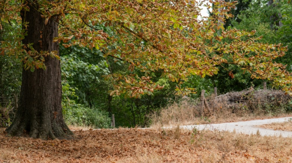L'automne &agrave; Paris: pourquoi s&eacute;cheresse et canicule font tomber les feuilles