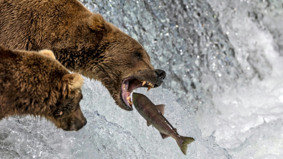Coup d'envoi du concours des ours les plus gras d'Alaska